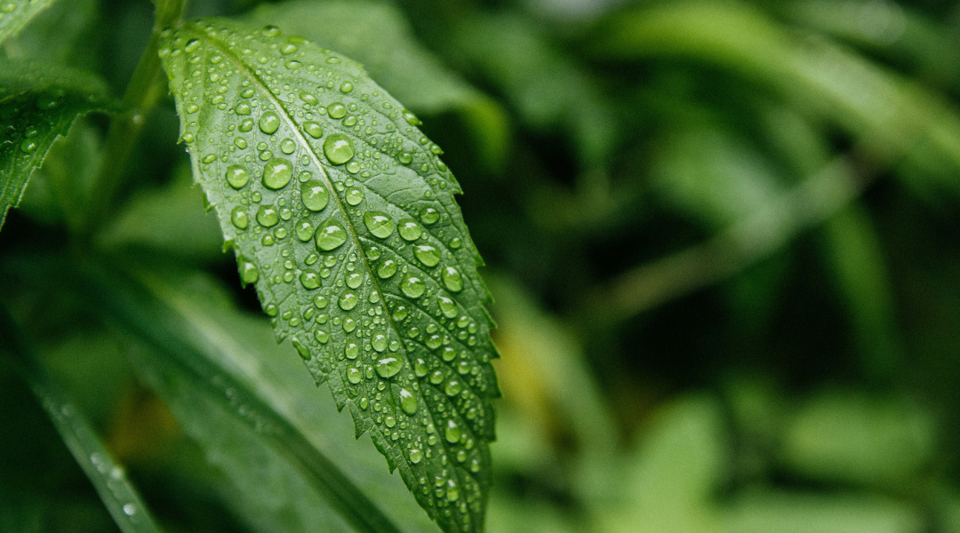 Green leaf with water droplets